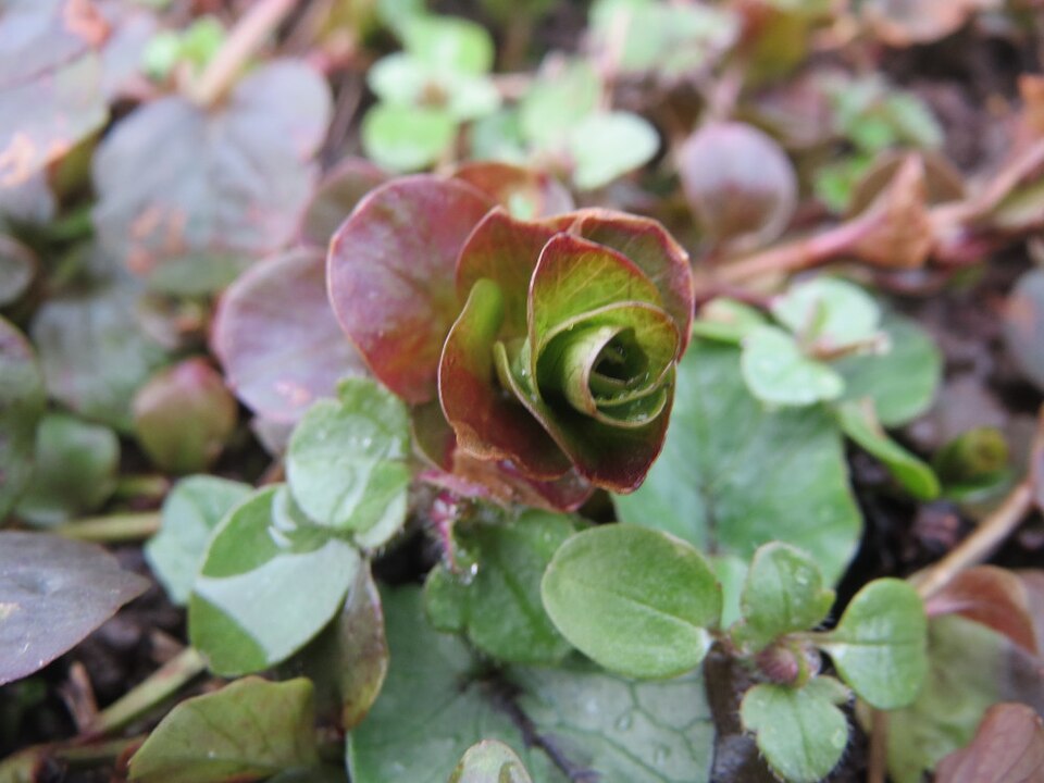Lysimachia nummularia (creeping Jenny)