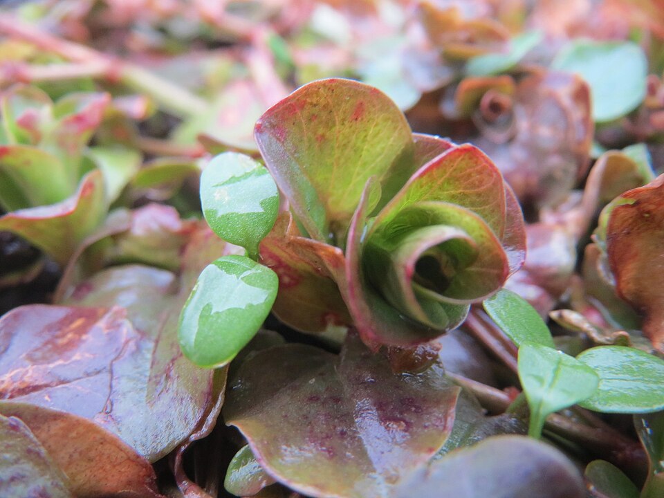 Lysimachia nummularia (creeping Jenny)