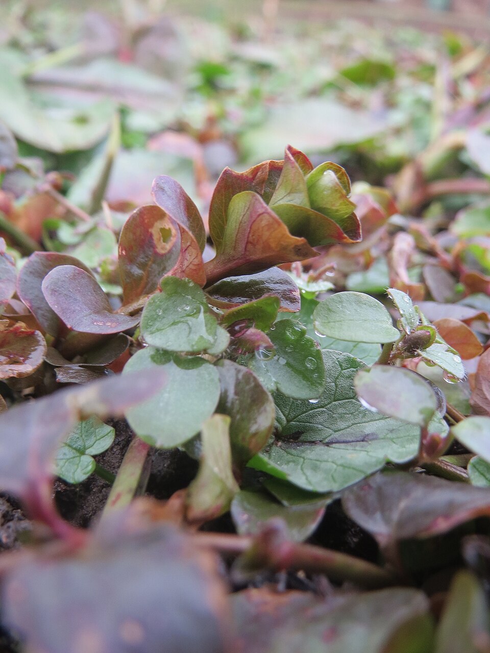 Lysimachia nummularia (creeping Jenny)