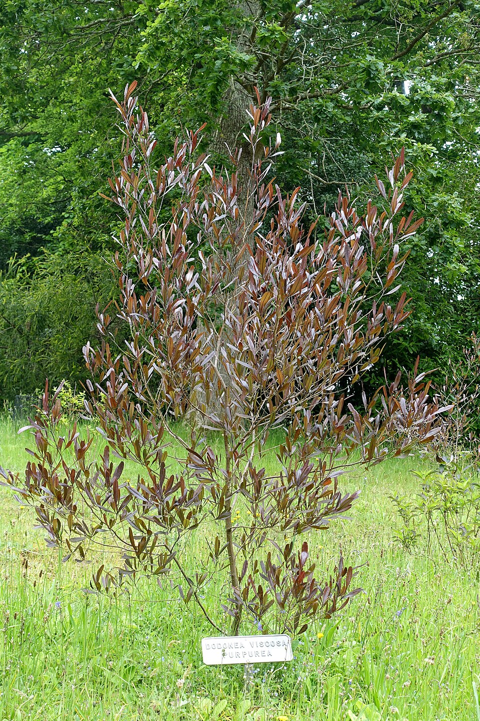 Dodonaea viscosa 'Purpurea' (alternate view 2)