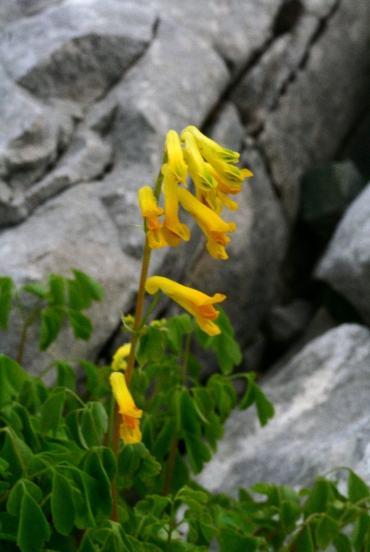 Pseudofumaria lutea (Yellow Fumitory)