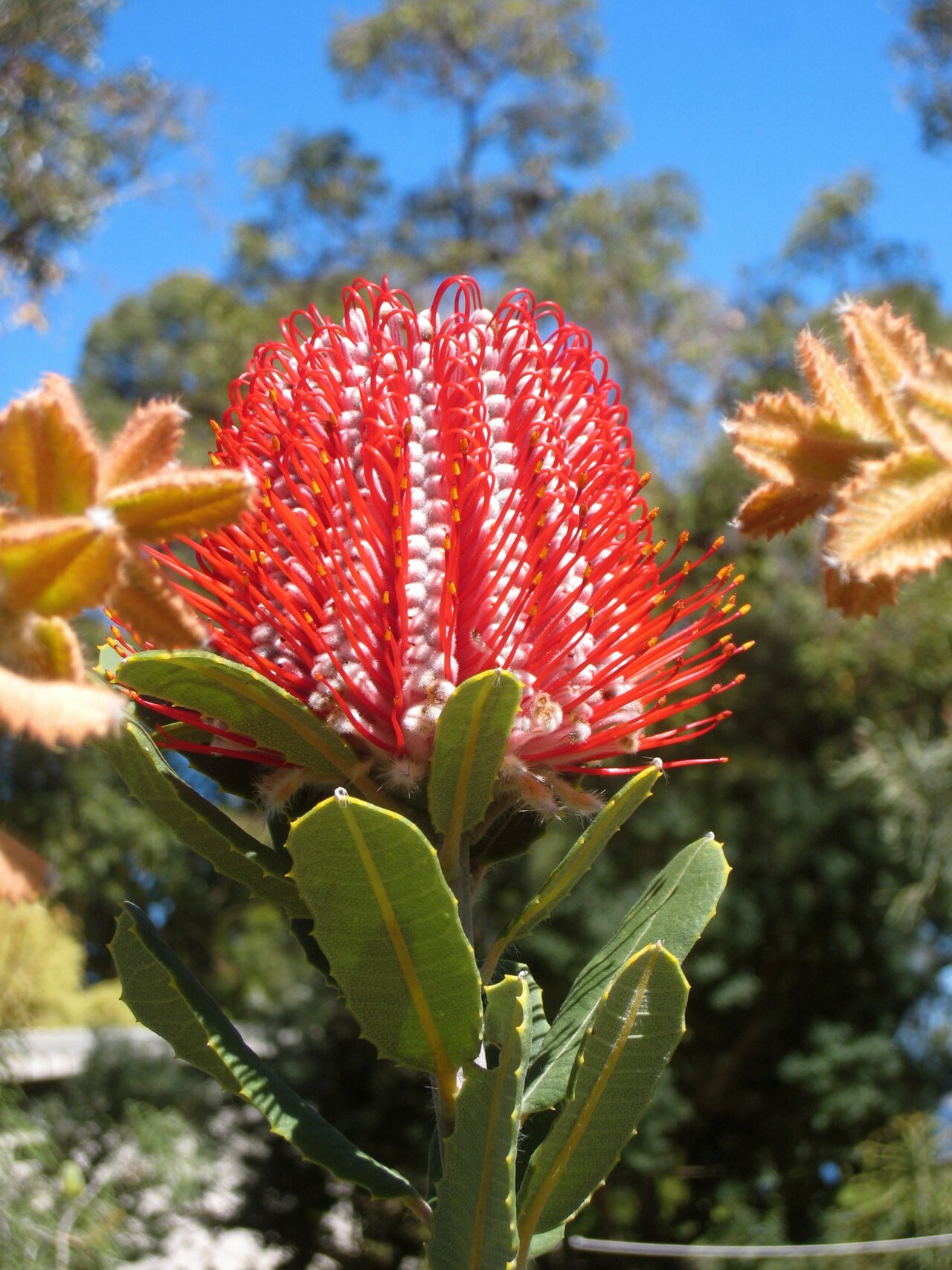 Banksia coccinea, Scarlet banksia — upright evergreen (Proteaceae) (image 4 of 10)