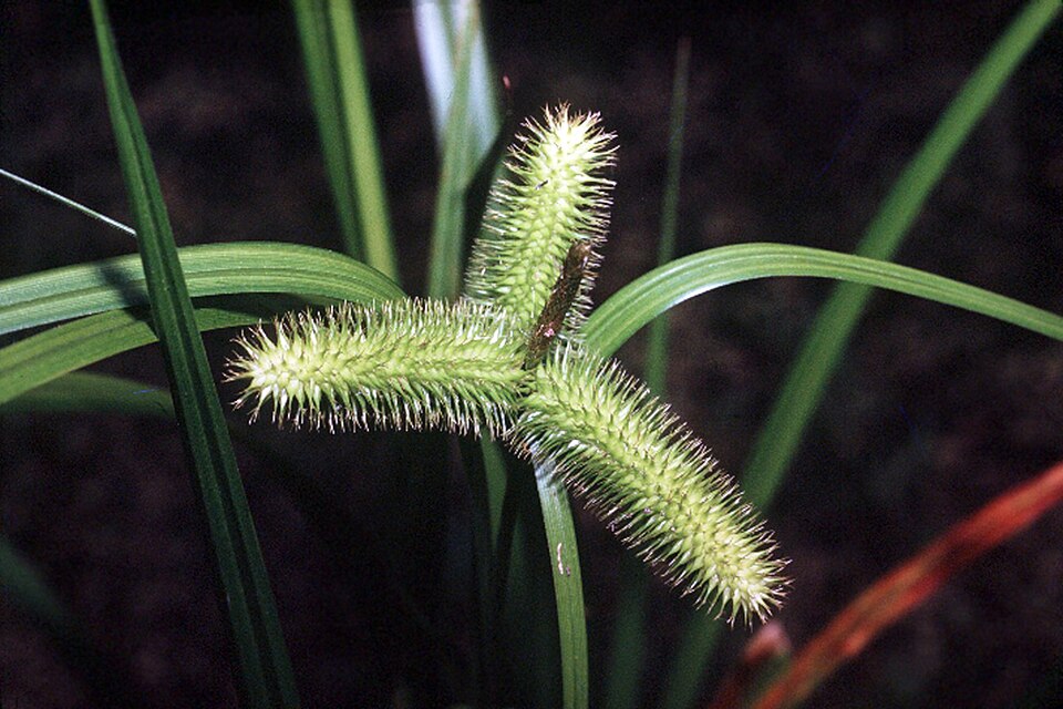 Carex comosa (Longhair Sedge) (alternate view 6)