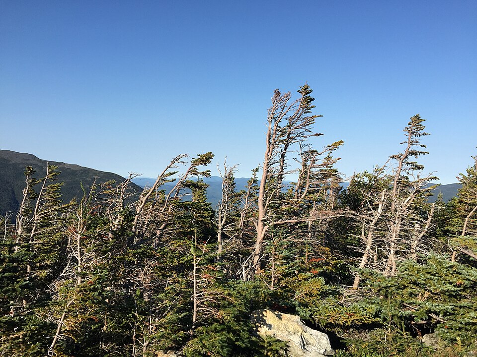 Abies balsamea (Balsam Fir) (alternate view 10)