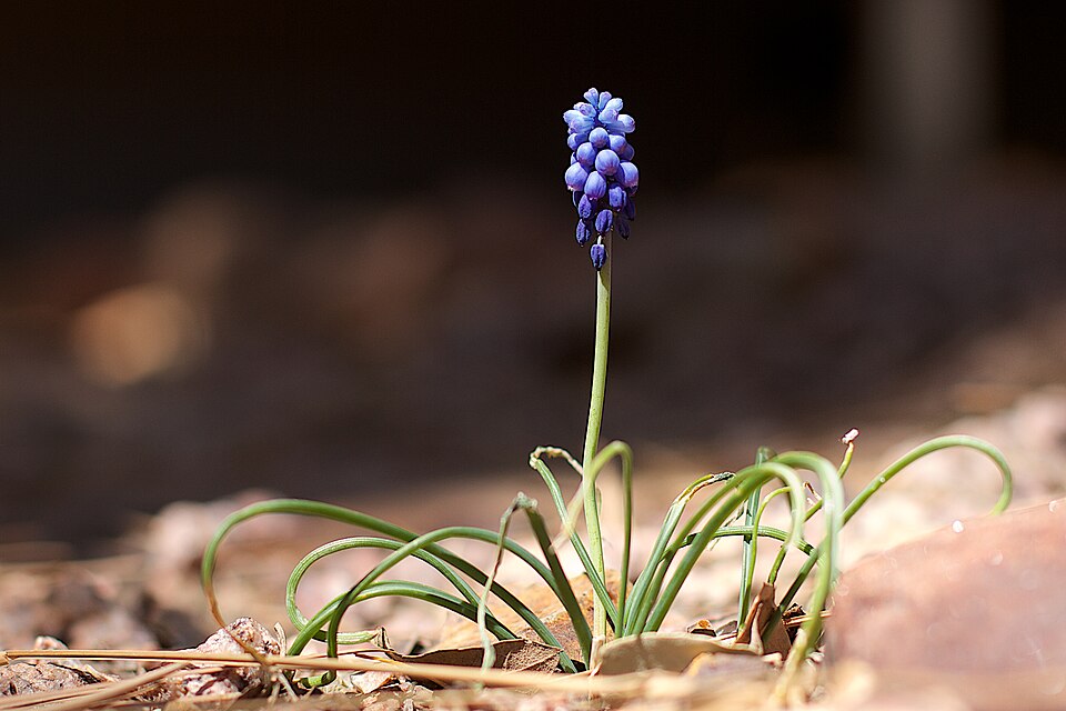 Muscari (Grape hyacinths) (alternate view 3)
