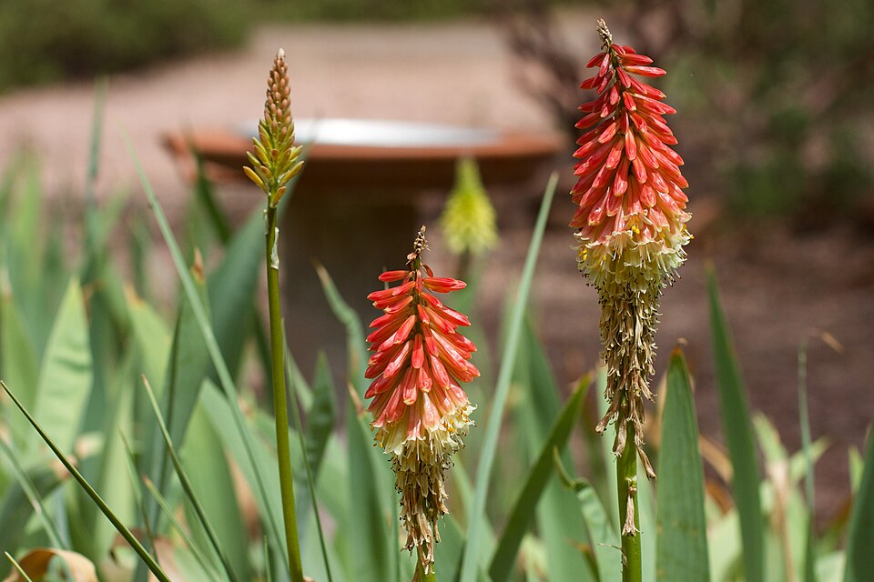 Kniphofia uvaria (Red Hot Poker) (alternate view 9)