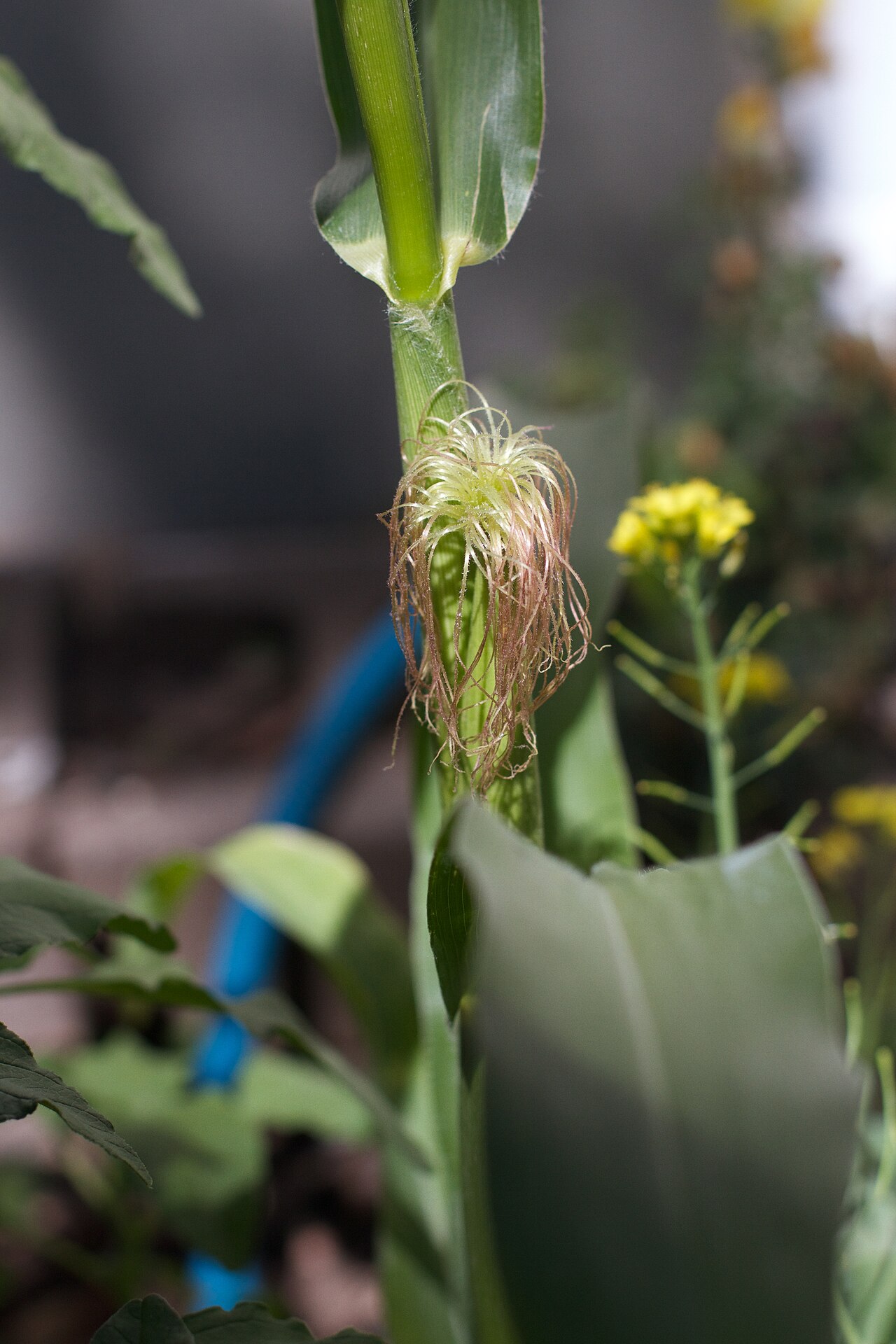 Zea mays, Corn — upright deciduous (Poaceae) (image 3 of 5)