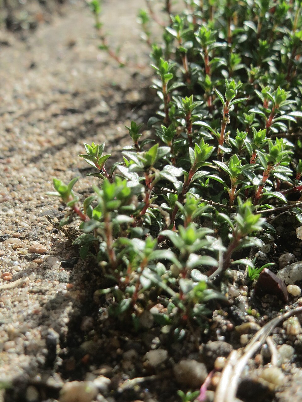 Arenaria serpyllifolia (Thyme-leaved Sandwort)