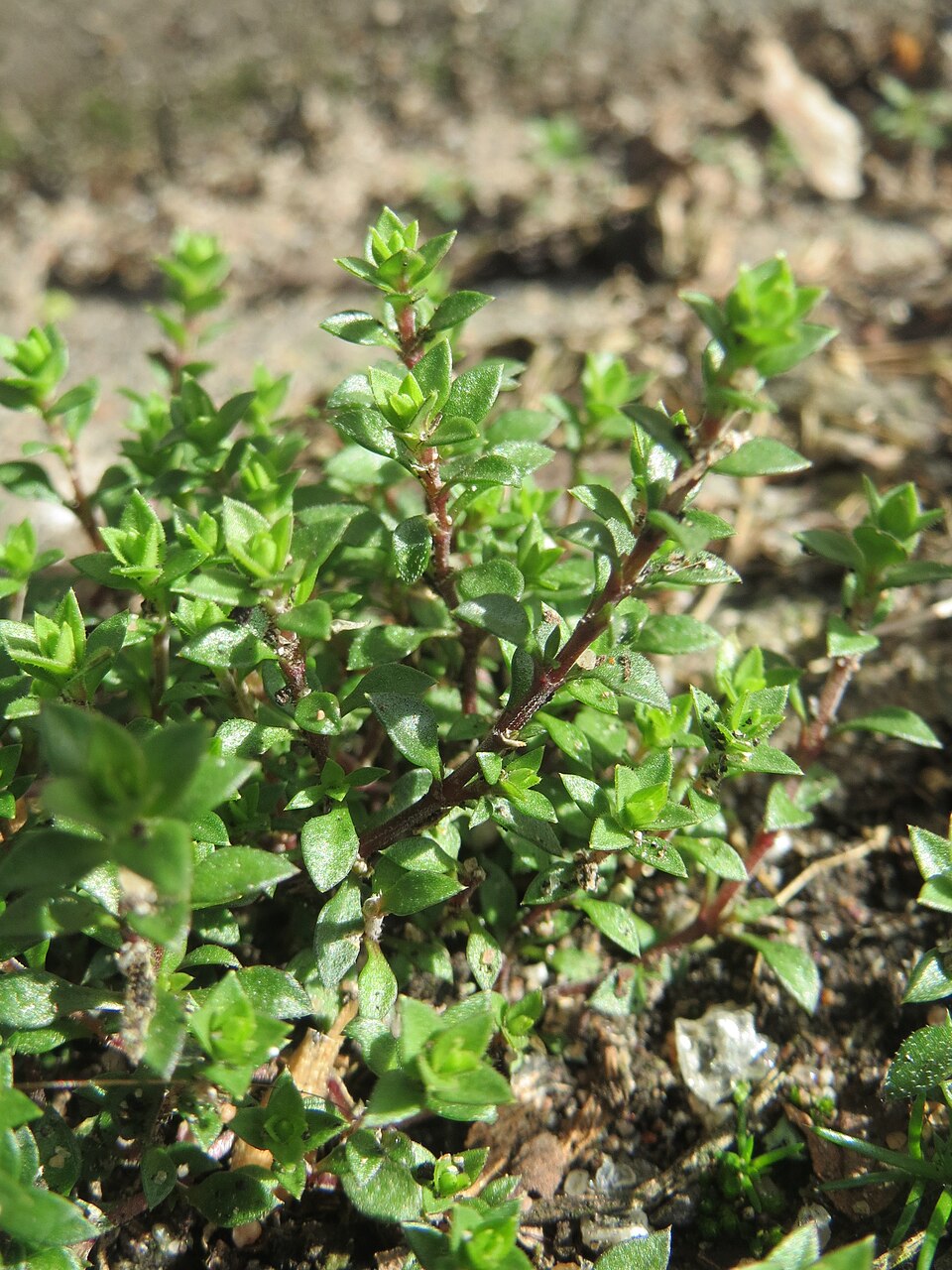 Arenaria serpyllifolia (Thyme-leaved Sandwort)