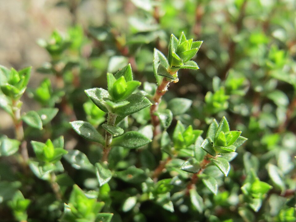 Arenaria serpyllifolia (Thyme-leaved Sandwort)