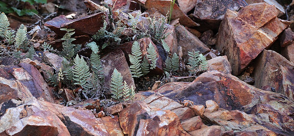 Cheilanthes (Lip Ferns) (alternate view 4)