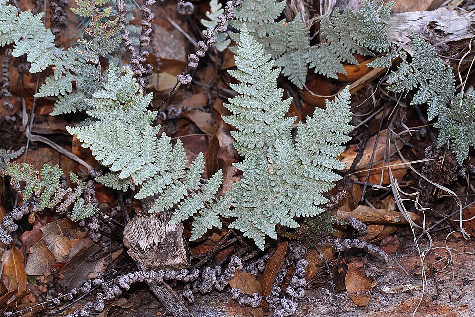 Cheilanthes (Lip Ferns) (alternate view 5)