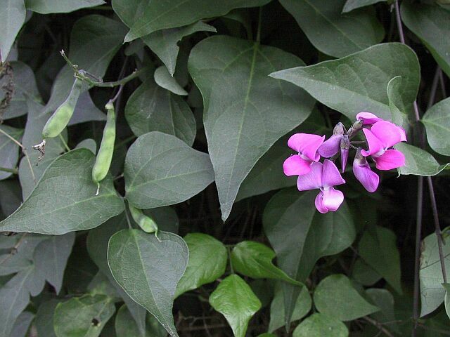 Dipogon lignosus (Okie bean) (alternate view 8)