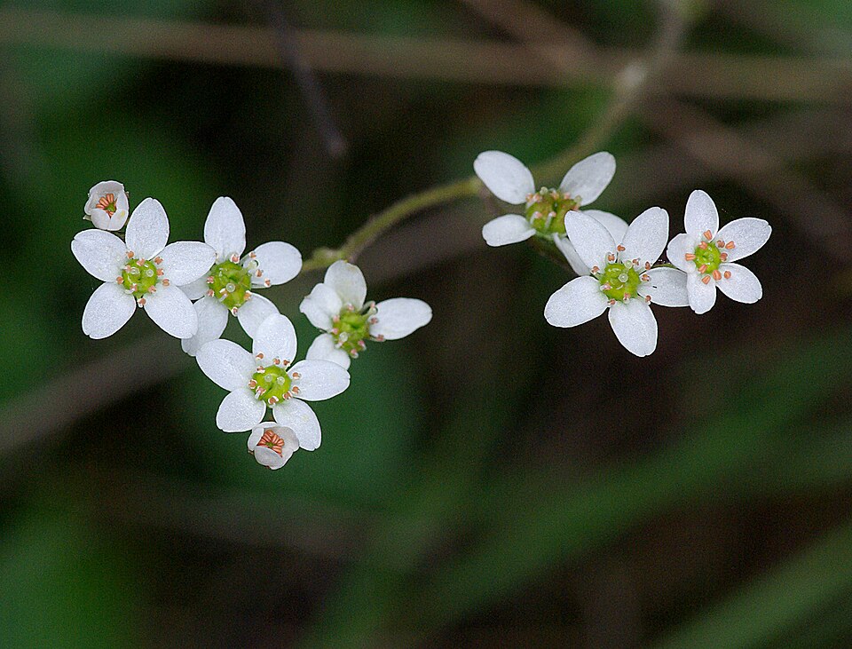 Micranthes californica (California Saxifrage) (alternate view 9)