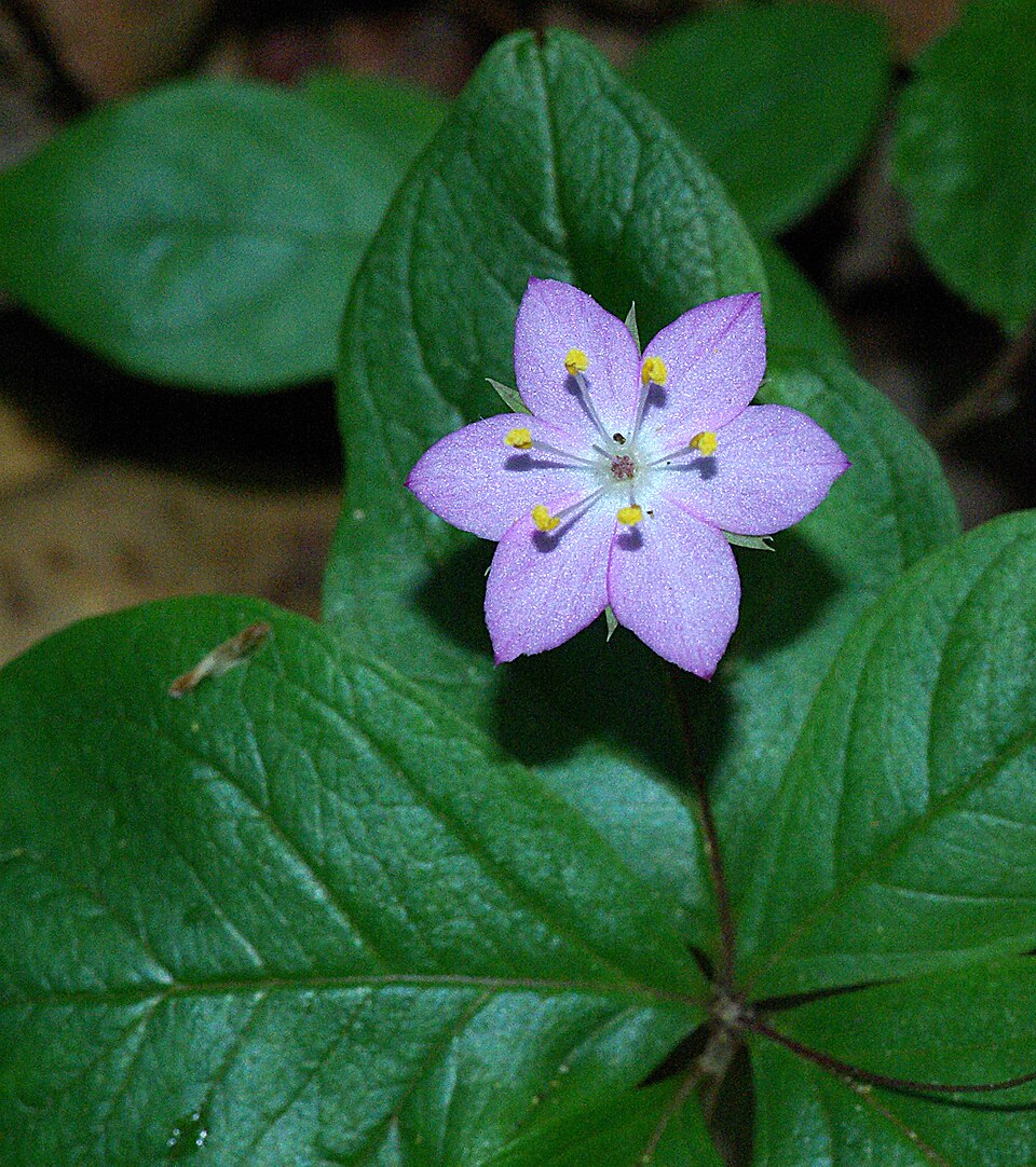 Lysimachia borealis (northern starflower)