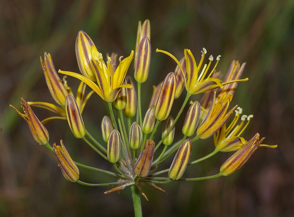 Bloomeria crocea (goldenstar) (alternate view 5)