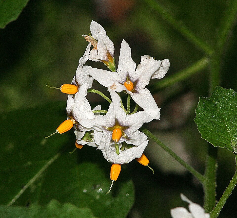 Solanum douglasii (greenspot nightshade) (alternate view 4)
