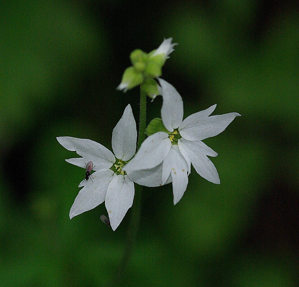 Lithophragma affine (San Francisco woodland-star) (alternate view 8)