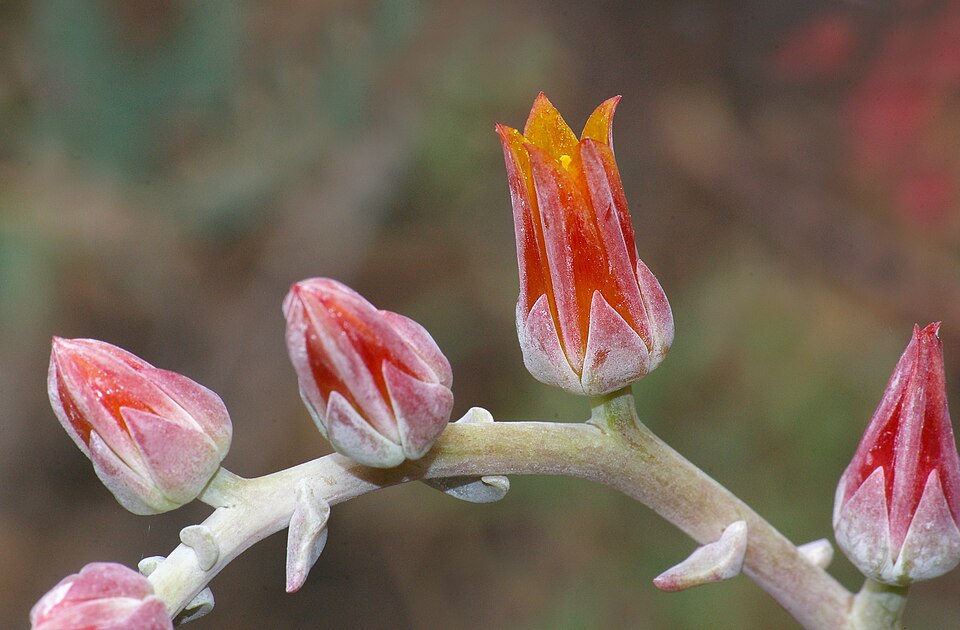 Dudleya lanceolata (lanceleaf liveforever) (alternate view 10)
