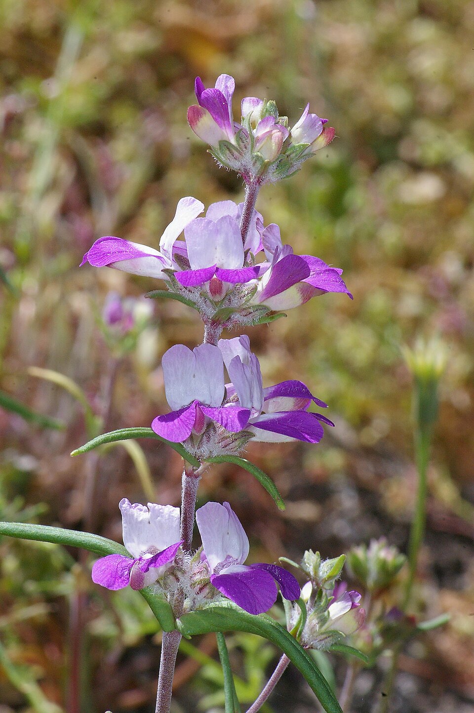 Collinsia heterophylla (Purple Chinese Houses) (alternate view 9)
