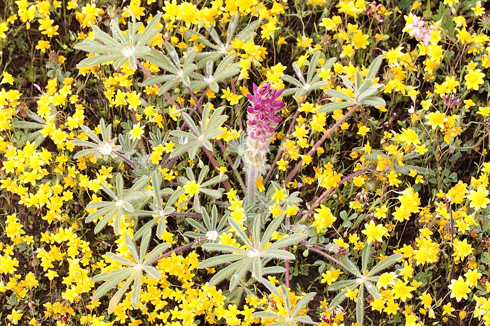 Lupinus nanus (Sky Lupine) (alternate view 8)