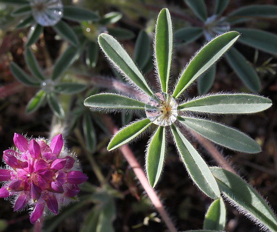 Lupinus nanus (Sky Lupine) (alternate view 9)