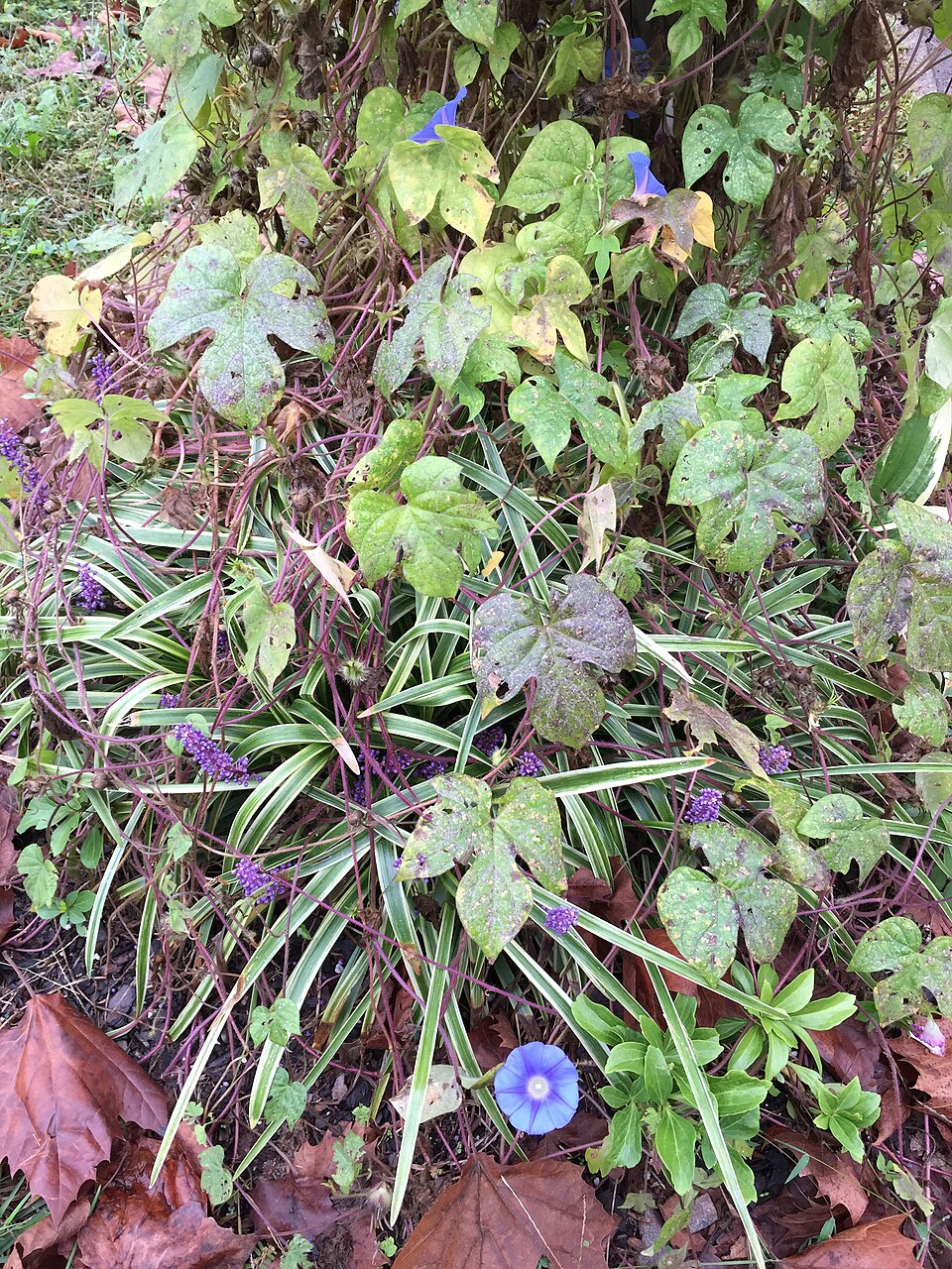Ipomoea hederacea (ivy-leaved morning-glory) (alternate view 10)