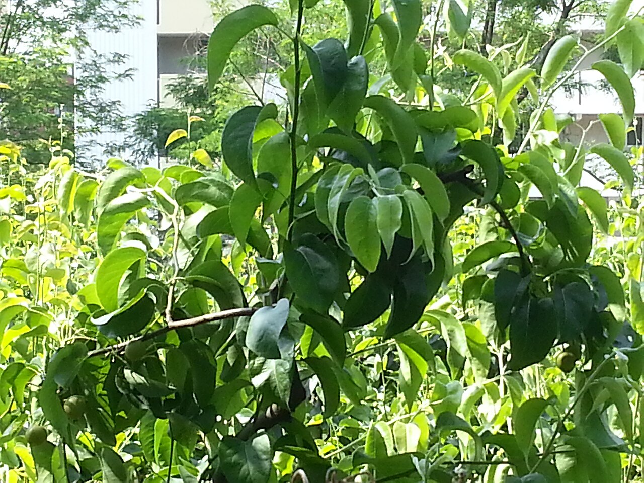 Pyrus pyrifolia, Asian pear — upright deciduous (Rosaceae) (image 9 of 9)