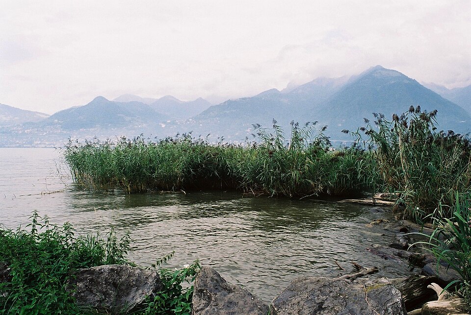 Phragmites