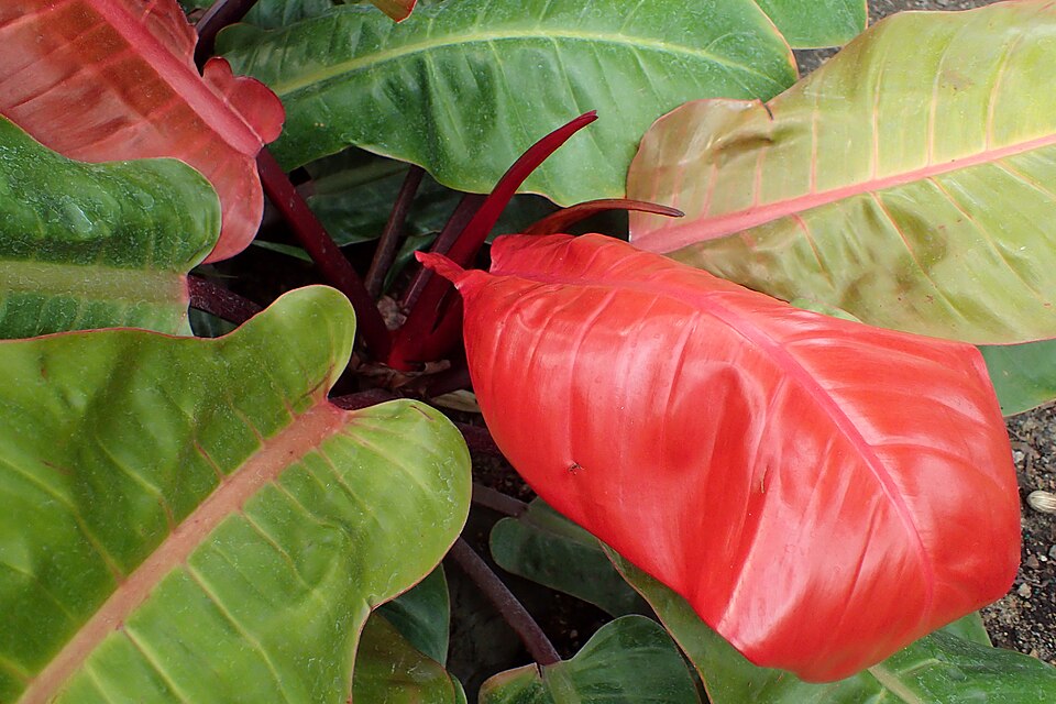 Philodendron 'Prince of Orange' (Prince of Orange Philodendron) (alternate view 3)