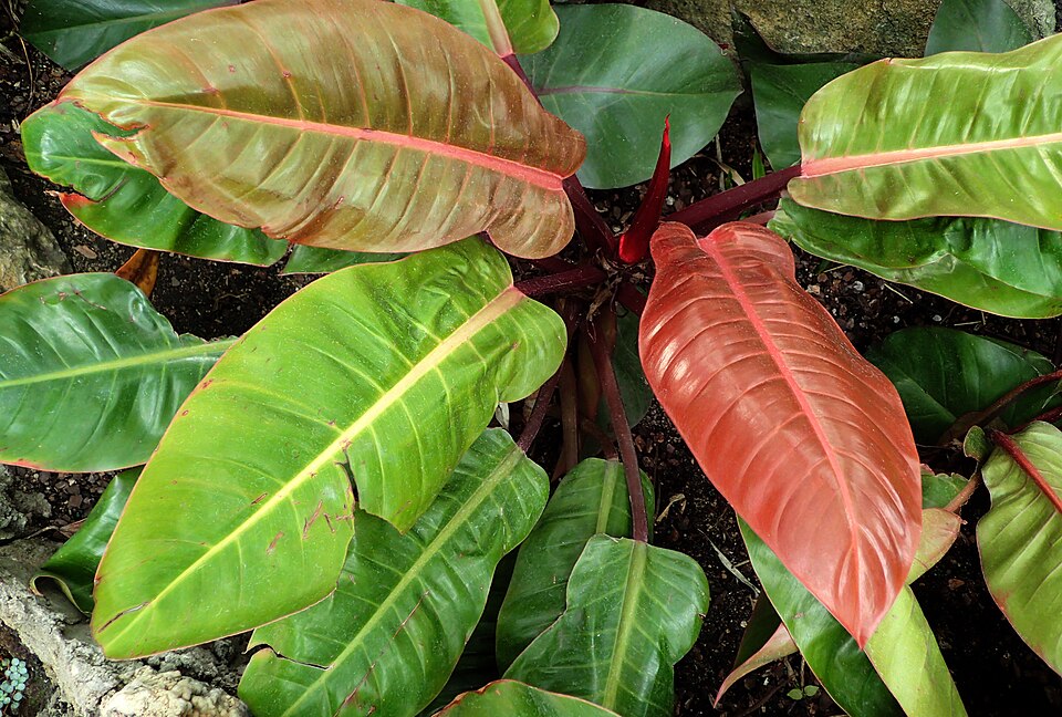 Philodendron 'Prince of Orange' (Prince of Orange Philodendron) (alternate view 4)