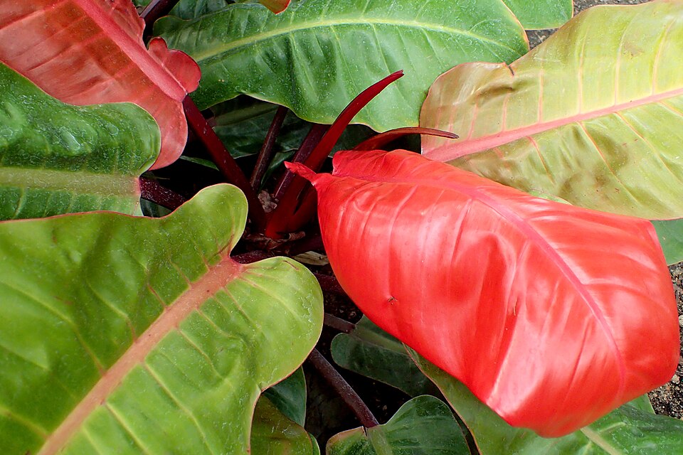 Philodendron 'Prince of Orange' (Prince of Orange Philodendron) (alternate view 5)