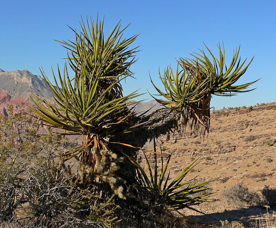 Yucca schidigera (Mojave Yucca)
