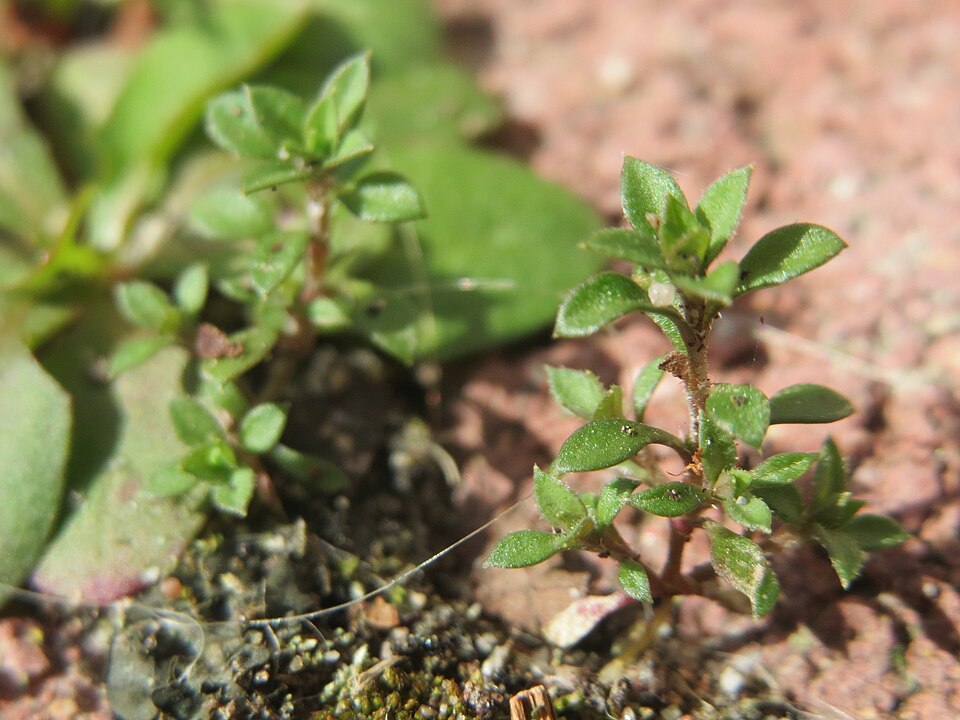 Arenaria serpyllifolia (Thyme-leaved Sandwort)