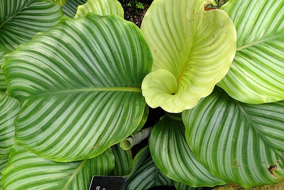 Goeppertia orbifolia (Round-Leaved Calathea) (alternate view 5)