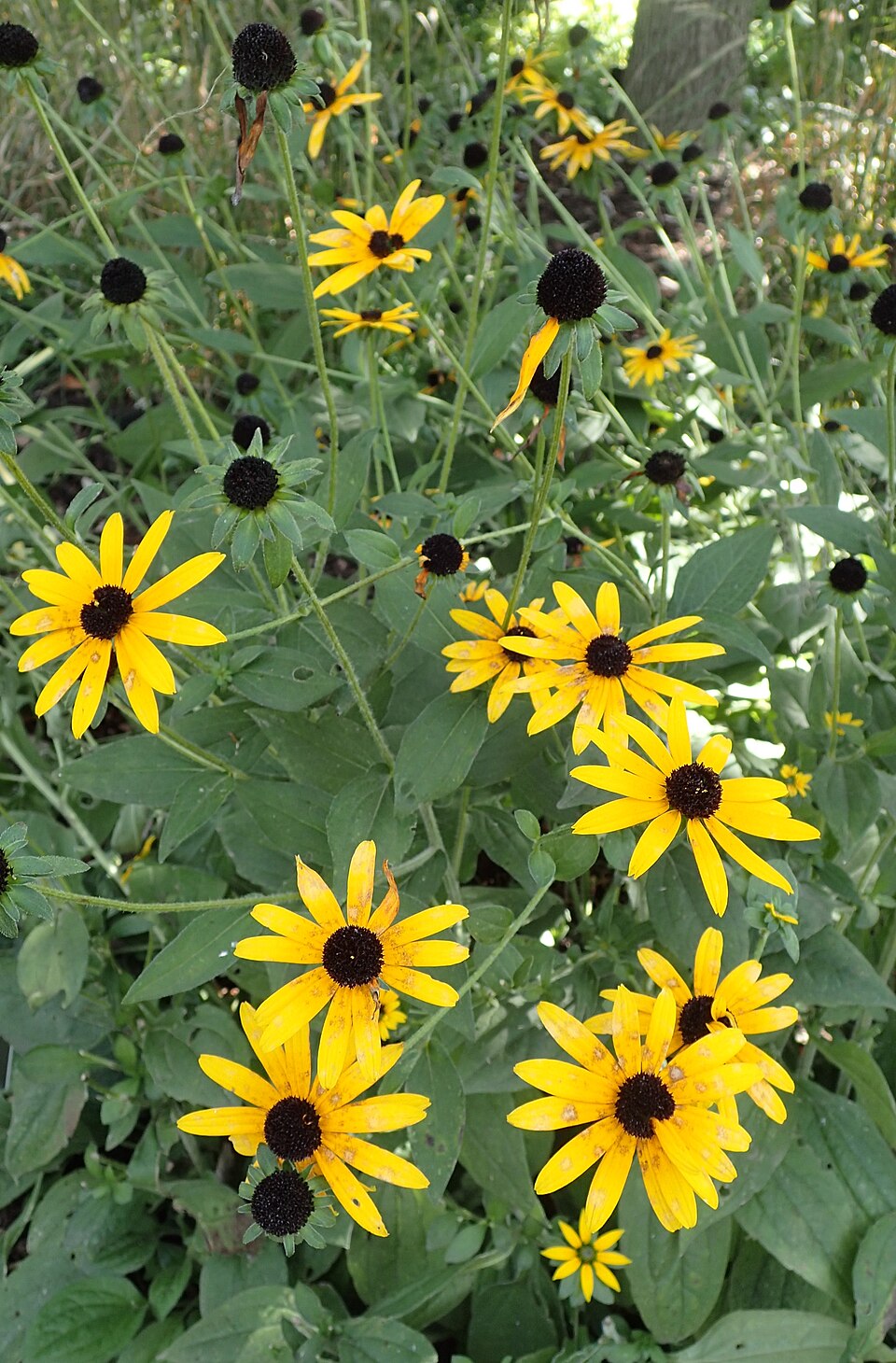Rudbeckia fulgida var. deamii (Deams Black-Eyed Susan) (alternate view 5)