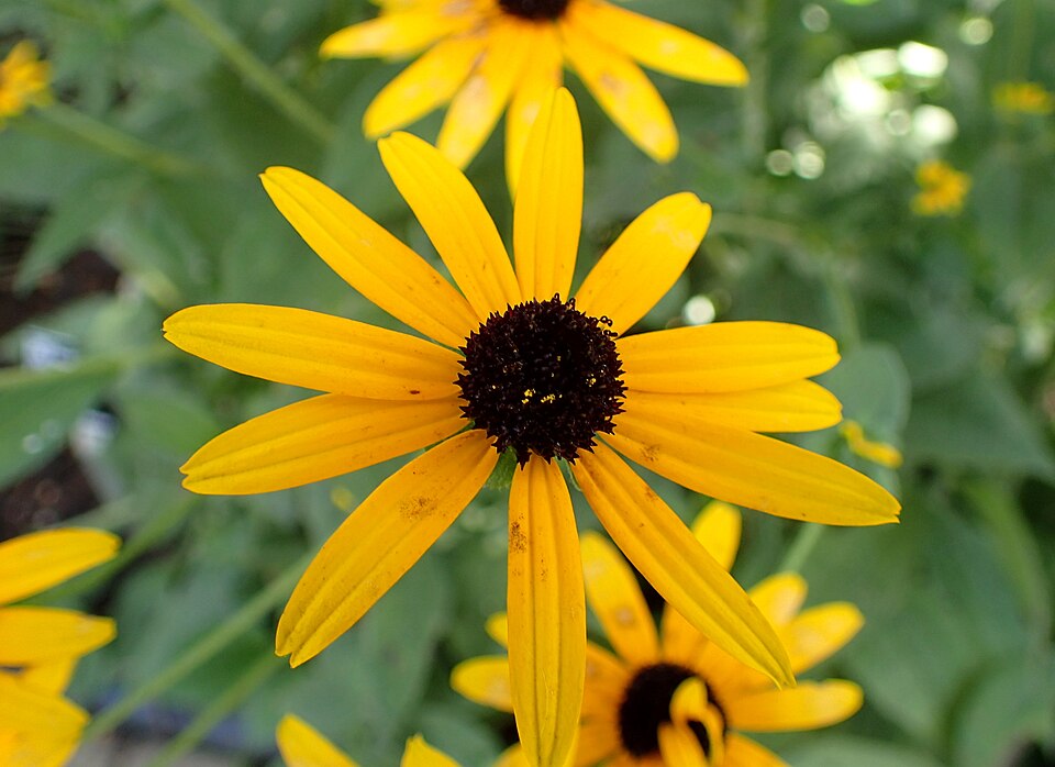 Rudbeckia fulgida var. deamii (Deams Black-Eyed Susan) (alternate view 6)