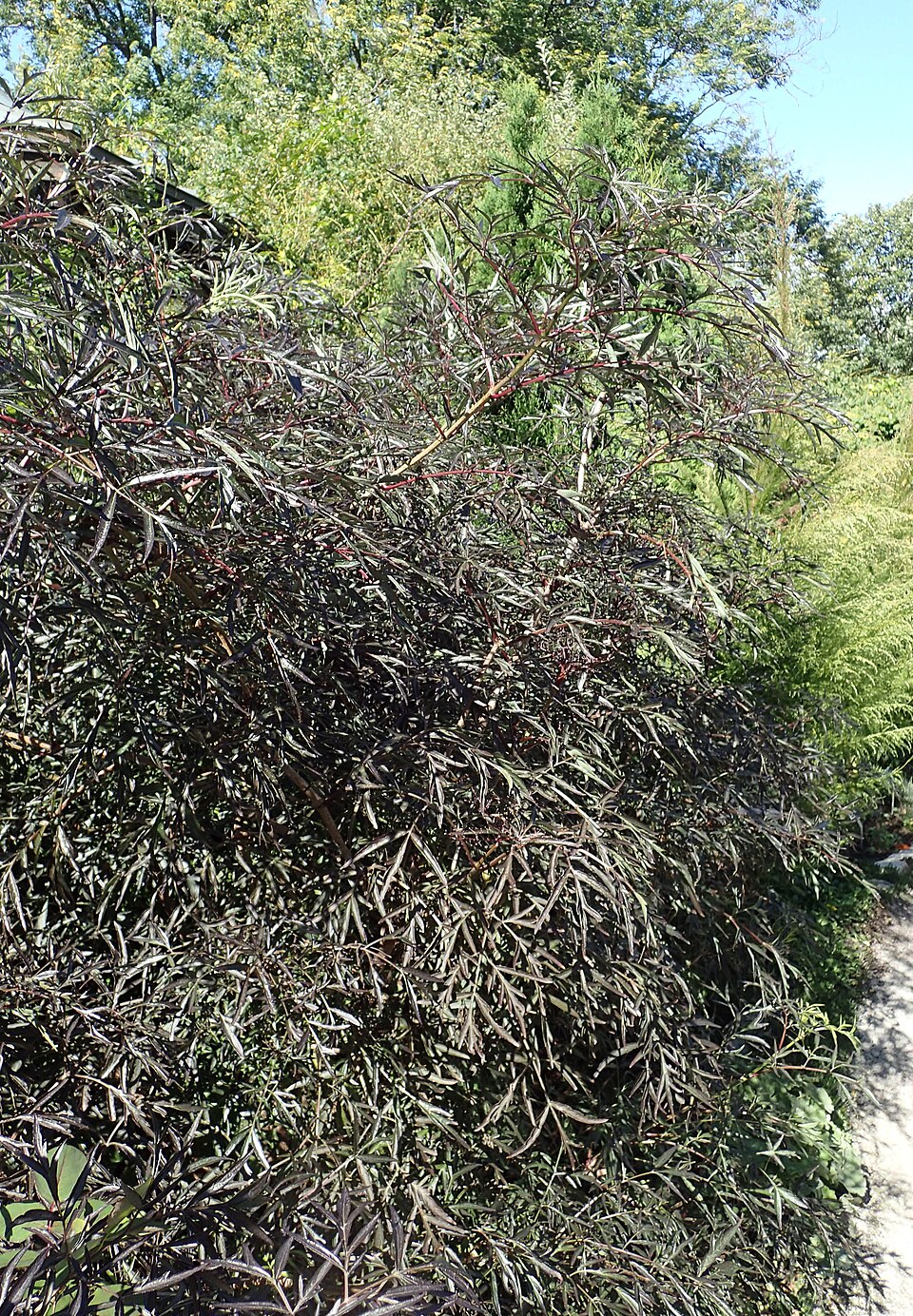Sambucus nigra 'Eva' (Black Beauty Elderberry) (alternate view 4)