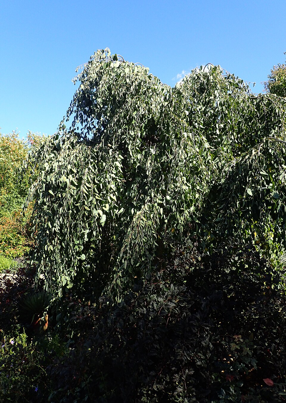 Cercidiphyllum japonicum 'Pendulum' (weeping katsura)