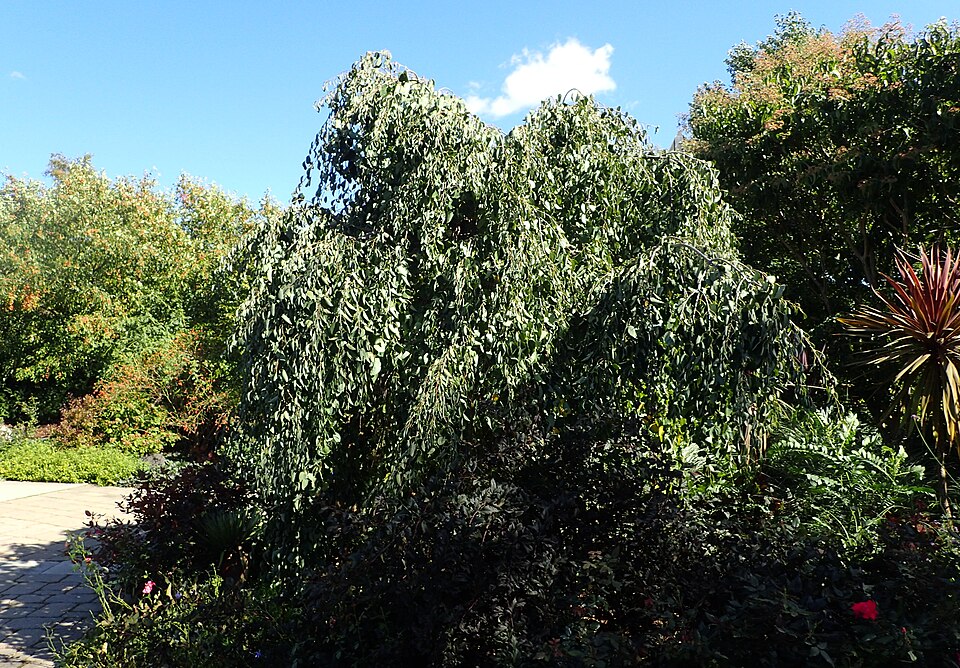 Cercidiphyllum japonicum 'Pendulum' (weeping katsura) (alternate view 2)