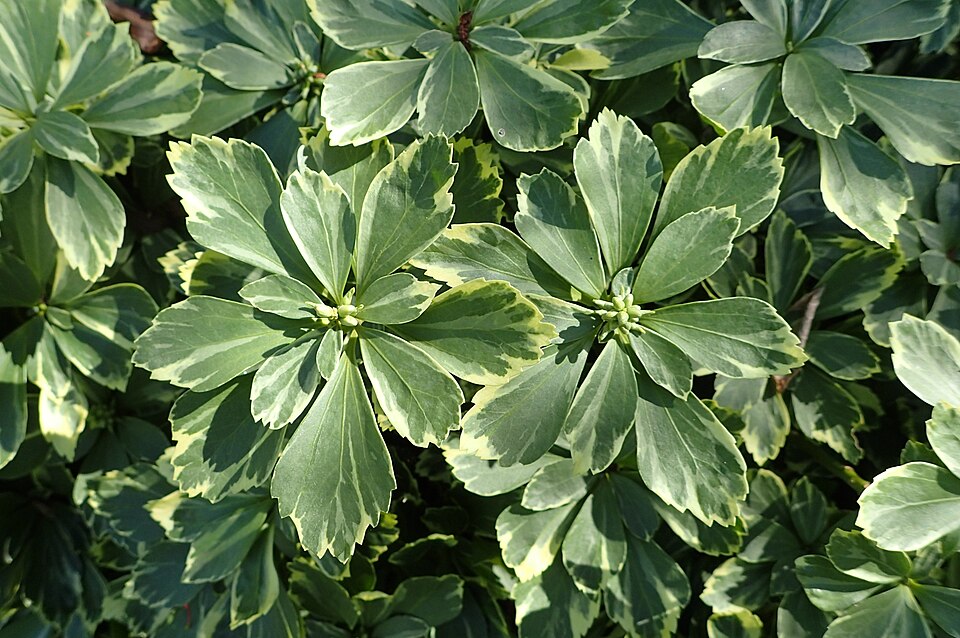 Pachysandra terminalis 'Variegata' (Variegated Japanese spurge)