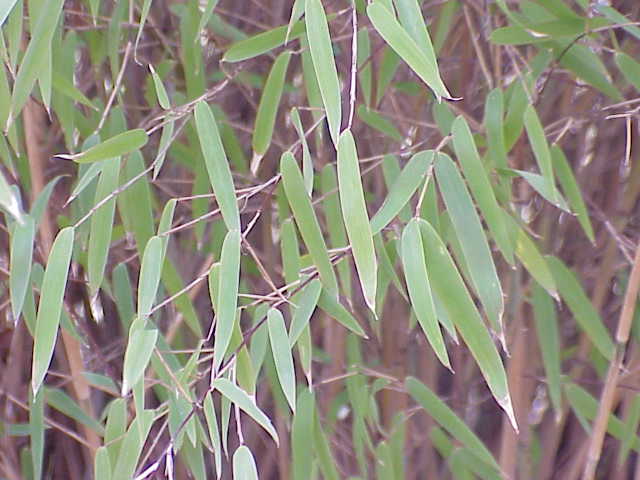 Fargesia nitida (Fountain Bamboo) (alternate view 2)