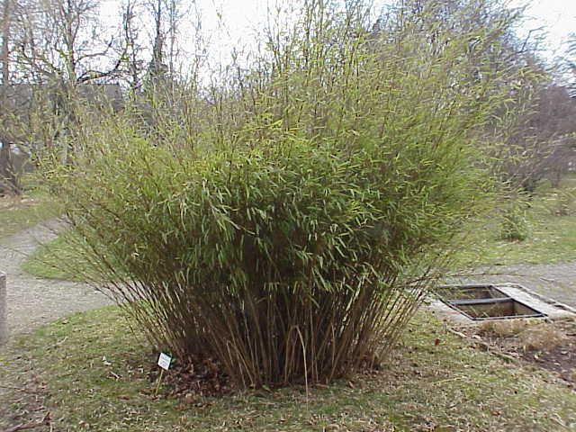 Fargesia nitida (Fountain Bamboo) (alternate view 3)