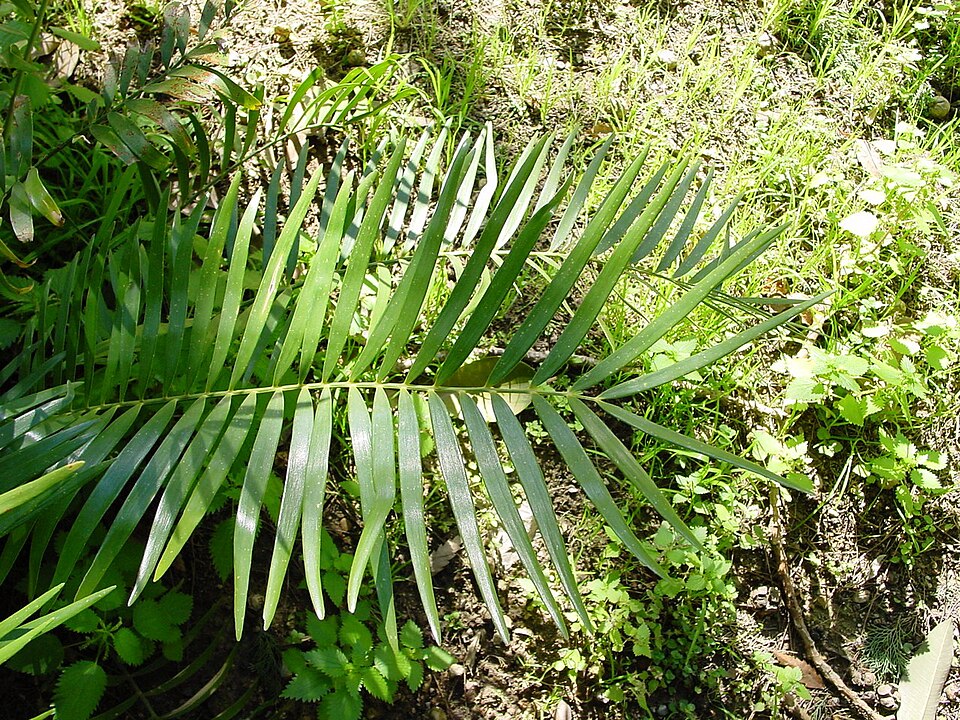 Zamia integrifolia (Coontie Palm) (alternate view 5)