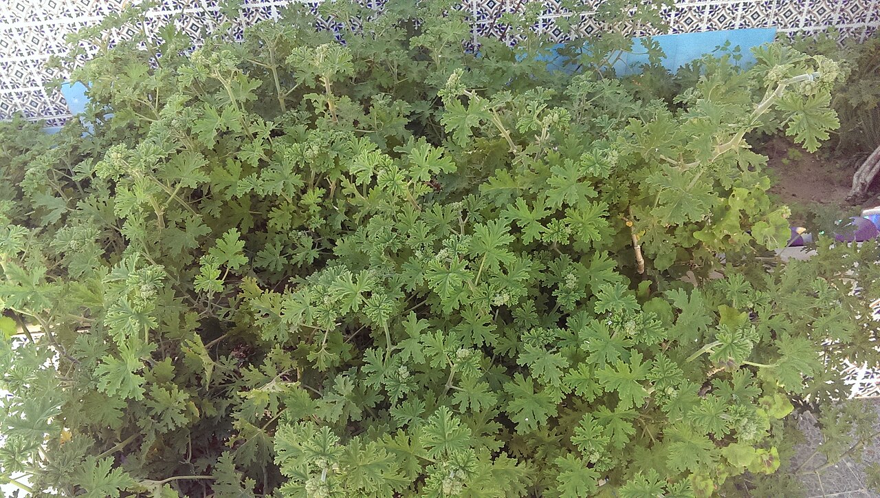 Pelargonium graveolens, Rose geranium — upright evergreen (Geraniaceae) (image 8 of 10)