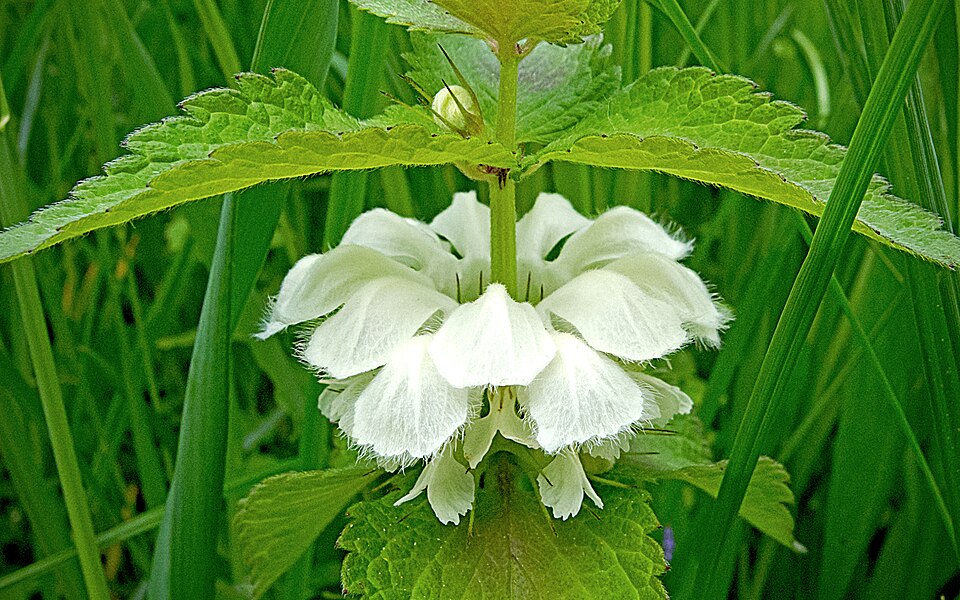 Lamium album (White deadnettle)