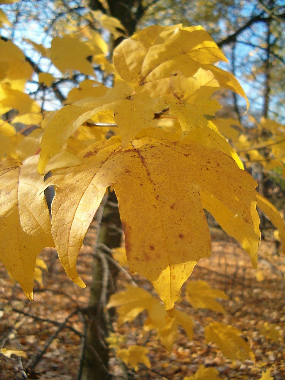 Acer floridanum (southern sugar maple) (alternate view 6)
