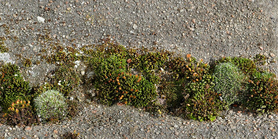 Tortula (alternate view 2)