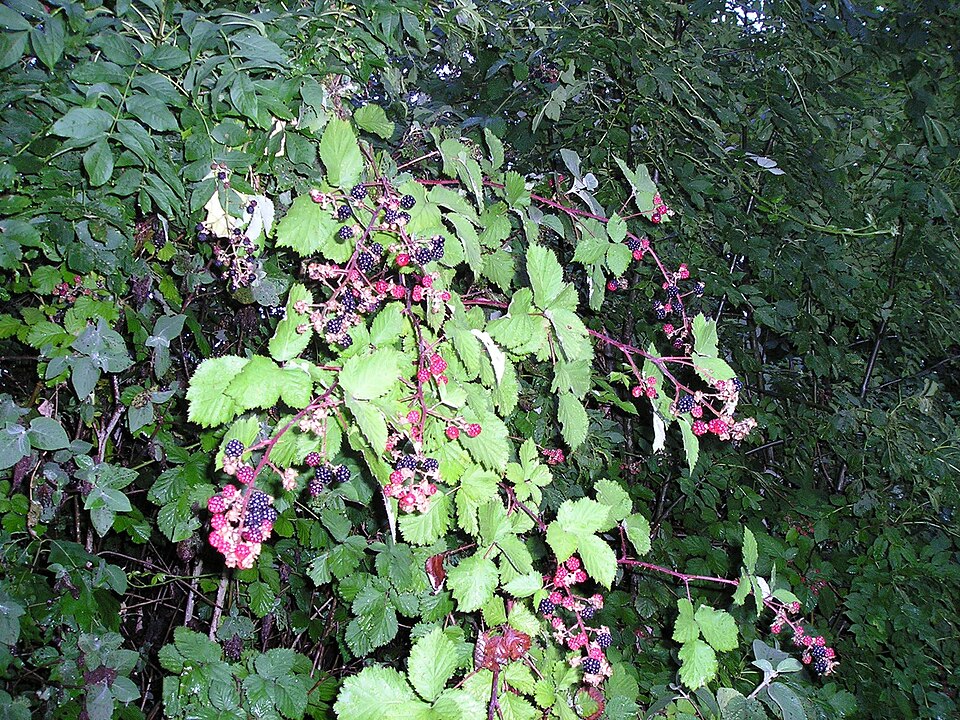 Rubus ulmifolius (elmleaf blackberry)