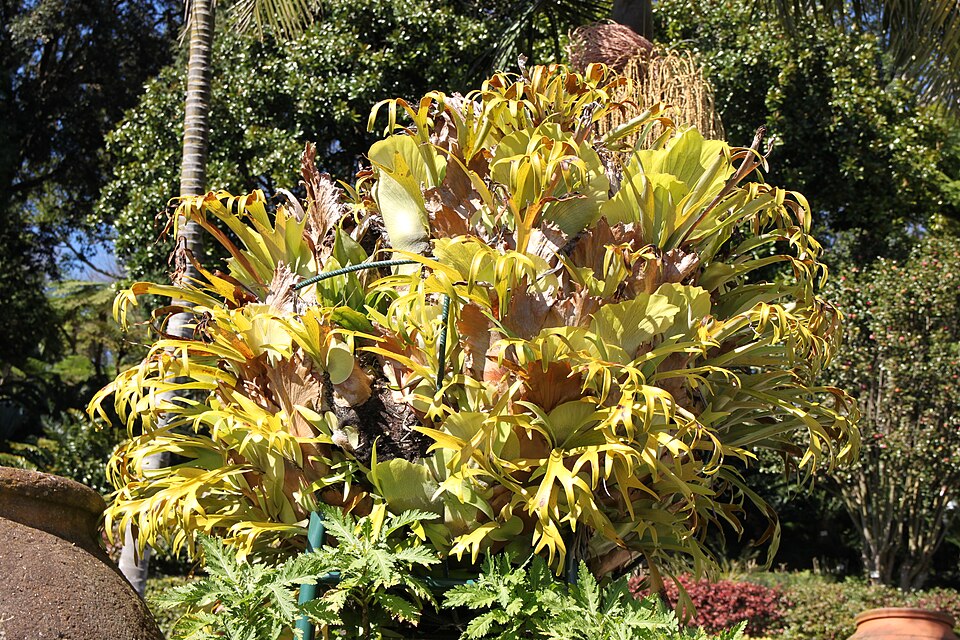 Platycerium (staghorn ferns) (alternate view 5)